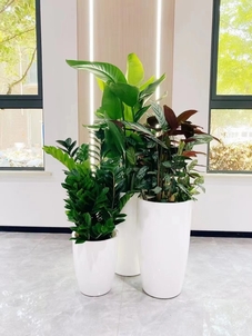 揭秘前湾花卉租赁价格，你绝对意想不到！